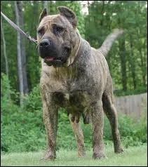 Quelle est la race de ce chien ?