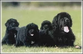 Quelle est la race de ce chien ?