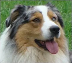 Quelle est la race de ce chien ?