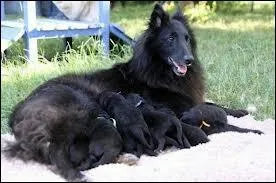 Quelle est la race de ce chien ?