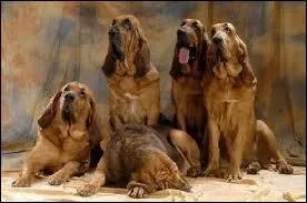 Quelle est la race de ce chien ?