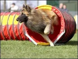 Quelle est la race de ce chien ?