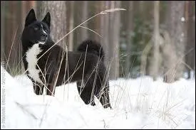 Quelle est la race de ce chien ?