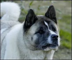Quelle est la race de ce chien ?