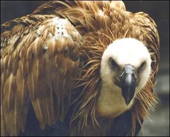 Je suis un rapace charognard vivant en Afrique, qui suis-je ?