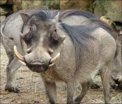 Je suis un porc sauvage qui vit dans la savane africaine, je suis... .