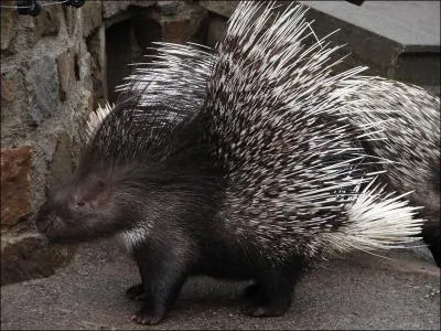 J'appartiens  la famille des rongeurs mais attention je pique, qui suis-je ?