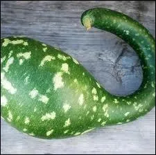 Cette courge trs originale de forme et de couleur s'appelle Amphore. Est-elle comestible ?