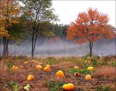 La courge est-elle une plante d'origine europenne, asiatique ou amricaine (la courge est une plante herbace  fruits) ?