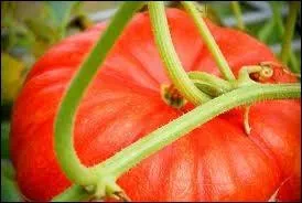 Quel conte de fe fait une jolie place de choix  la courge ?