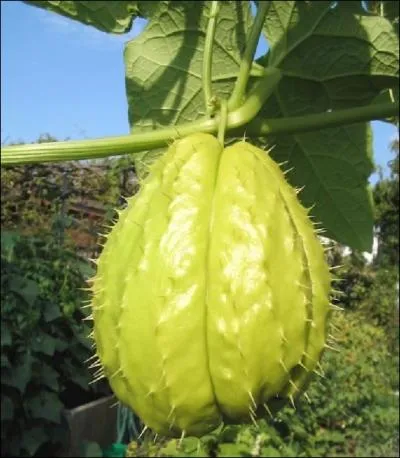 Cette courge se mange verte. En photo, il s'agit de la varit dite pineuse. Contrairement aux autres courges, elle n'a qu'un seul gros ppin. Quel est son nom ?