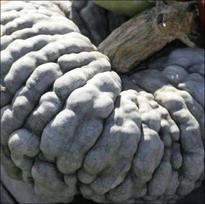 A votre avis, s'agit-il d'une varit de courge ?