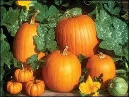 En premier plan, sur le ct gauche de la photo, vous voyez des mini-potirons, qui portent galement le nom de ?