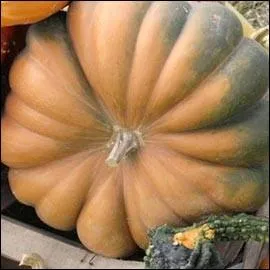 La courge  grosses ctes comme celle-ci, parfois teinte de vert fonc ou trs verte, porte le joli nom de...