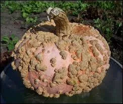 Cette courge  l'aspect trange est la courge... ... d'Eysine. Quel est le mot manquant qui dcrit son aspect ?