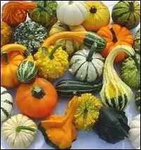 Comment nomme-t-on les petits lgumes dcoratifs d'hiver qui accompagnent les courges, dvolus  la dcoration ?