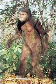 Comment a-t-on surnomm le fossile de l'Australopithque dcouvert en 1974  Hadar en Ethiopie ?