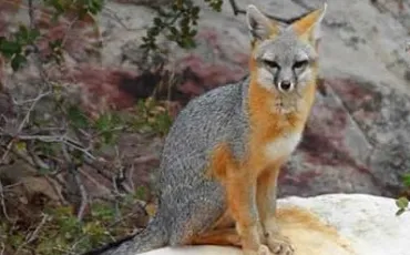 Quiz Renards