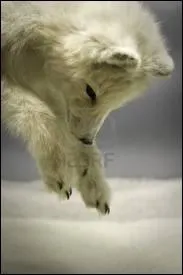 Le renard mange-t-il uniquement de la viande ?