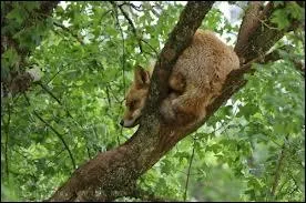 Le renard peut-il monter dans les arbres ?
