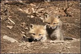 Le terrier est... (plusieurs rponses possibles)