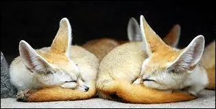 Mme si le renard est solitaire, il y a parfois des regroupements entre familles !