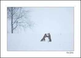 Quand a lieu la saison des amours des renards roux ?