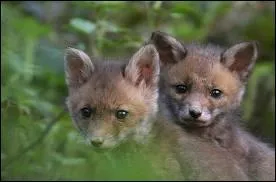 Quand naissent les renardeaux des renards roux ?