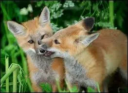 Combien y a-t-il de petits le plus souvent ?