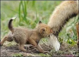 Quel est le record de renardeaux en 1 porte ?