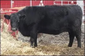 Un bovin de race Angus a cette particularit :