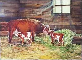 Lors de la naissance de jumeaux, lorsqu'il y a une femelle et un mle, la femelle est :