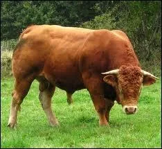 Une des mesures des taureaux pour valuer leur capacit  produire des spermatozodes :