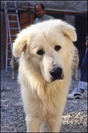 Quelle est cette race ?