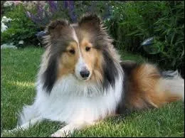 Quelle est cette magnifique race ?