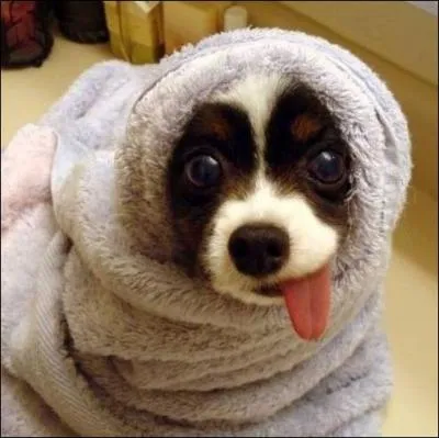 Il manque à l'appel :