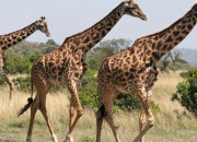 Quiz Autour de la girafe
