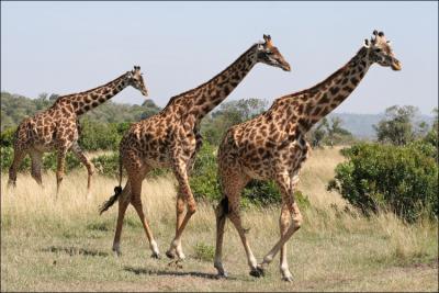 Que dit-on de la girafe lorsqu'elle court ?