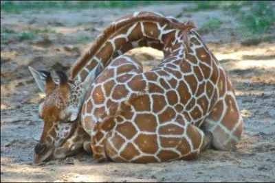 La girafe (l'animal) dort trs peu. En 24h, pendant combien de temps en moyenne somnole-t-elle ?