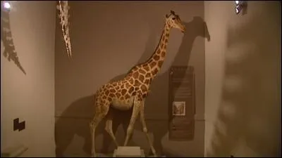 Cette girafe empaille est visible au musum d'histoire naturelle de La Rochelle. C'est celle qu'un vice roi d'Egypte offrit en 1827 au roi franais de l'poque, c'est--dire :