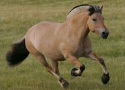 Quiz Les principales races de chevaux