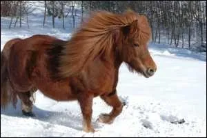 Et ce poney ?