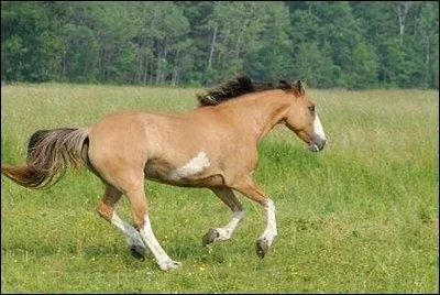 Ce cheval sauvage vient d'Amrique :