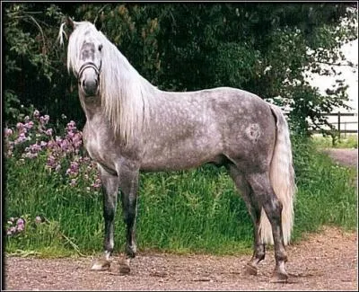 Ce cheval est originaire d'Espagne :