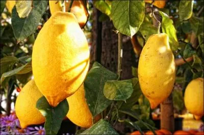 Sa forme est elliptique plutt que ronde, sa couleur jaune vif. Il se caractrise galement par des rameaux trs fructifres, je suis le citron ... ?