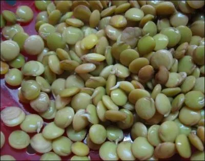 Appele aussi le caviar du pauvre, la lentille verte ... a t le premier lgume sec  obtenir une Appellation d'Origine Contrle en 1996 :