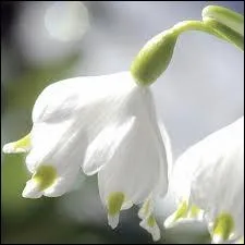 Que voyez-vous sur cette image ?