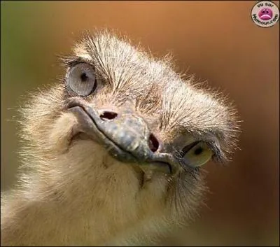 Quel animal a l'il plus gros que le cerveau ?