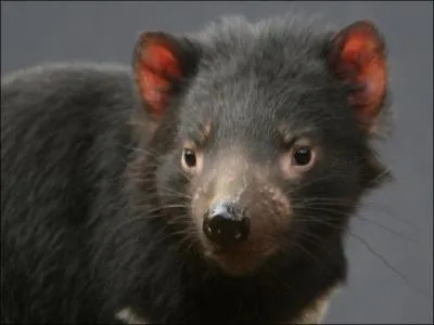 Quelle espce est menace d'extinction  cause, en grande partie, d'un cancer de la face ?