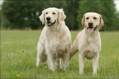 Quelle est la diffrence entre ces deux chiens ?